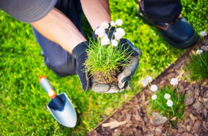 Gardener Replanting Flowers Gardener Replanting Small Flowers. Closeup Photo. Spring Replanting in a Garden.